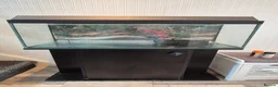 Goldfish fish for sale: Large fishtank for sale - Advert 1