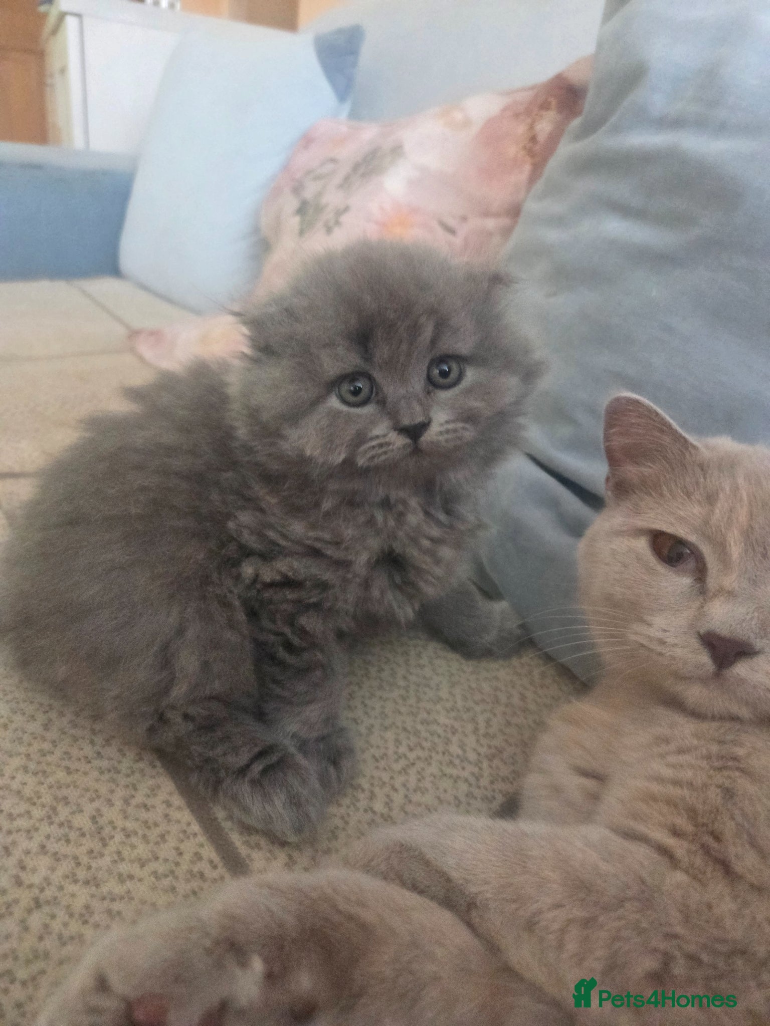 British Longhair cats for sale: Kittens blue boys and girl  in Nottingham - Advert 26