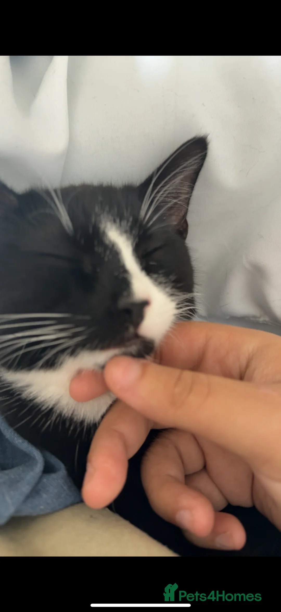 Bombay cats for sale:  NALA - Advert 11