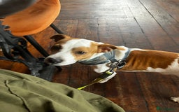 Jack Russell dogs for stud: Stud available  - Image 4