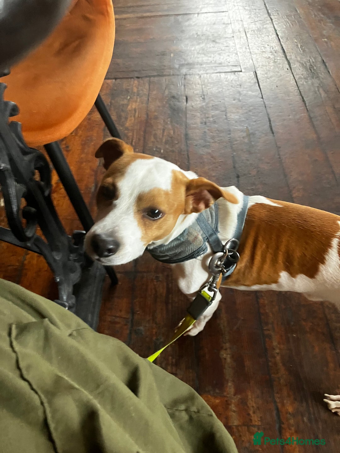 Jack Russell dogs for stud: Stud available  - Image 4