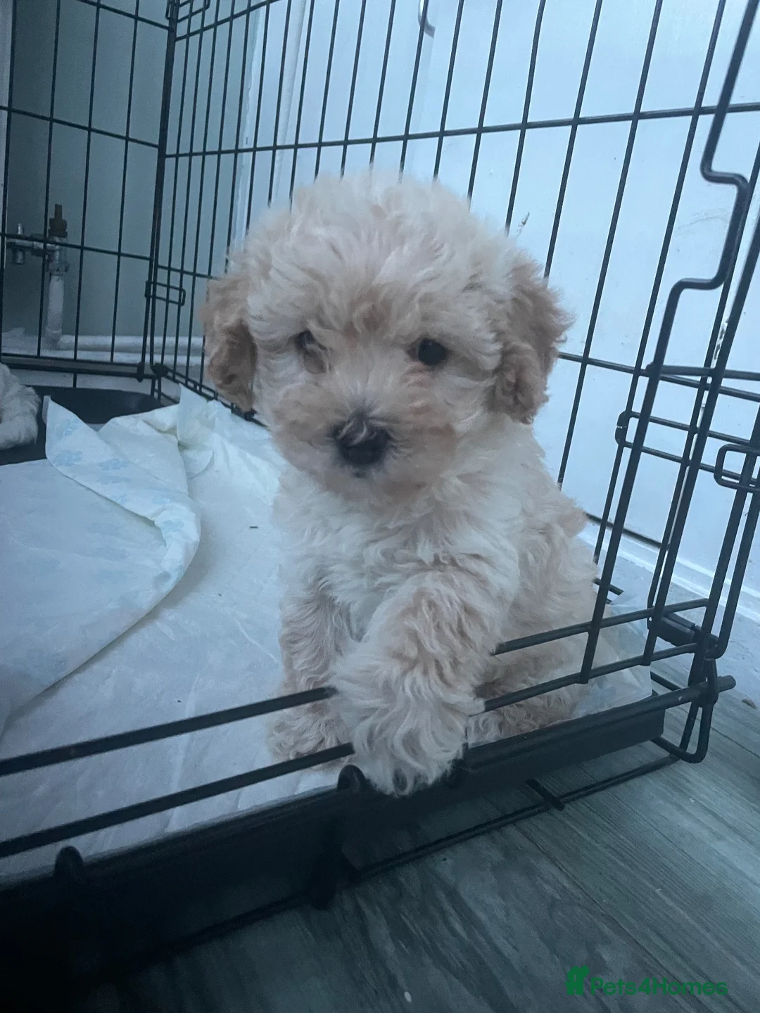 Mixed Breed dogs for sale: Cavapoochon puppies - Advert 1