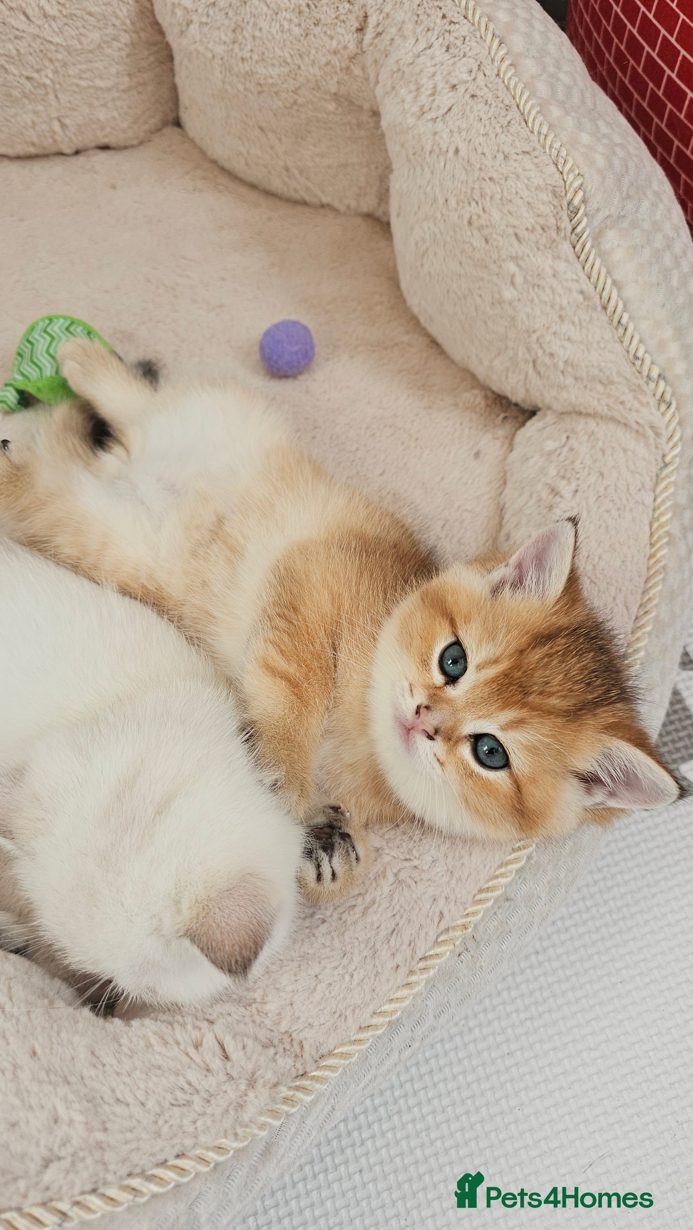 Scottish Fold cats TICA reg😼LAST STUNNING BOY LEFT😼FOR RESERVATION - Advert 6