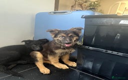 German Shepherd dogs for sale: German shepherd pups silver sable black/tan black  - Image 11