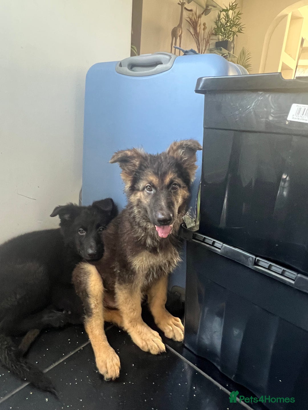 German Shepherd dogs for sale: German shepherd pups silver sable black/tan black  - Image 11