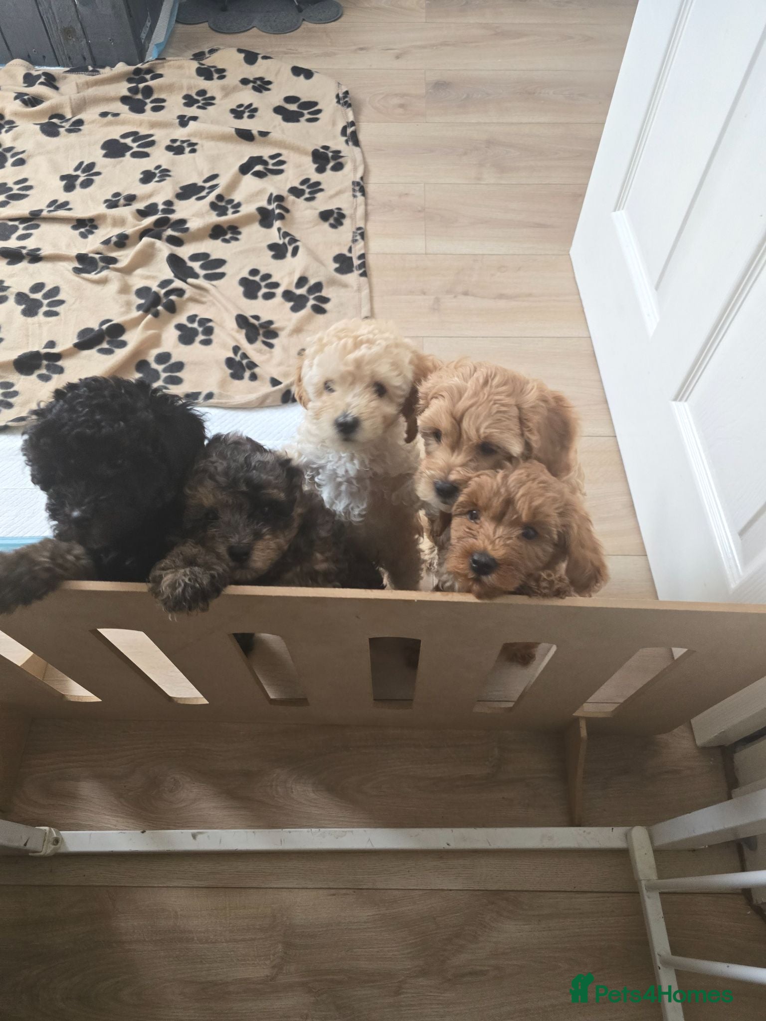 Mixed Breed dogs Toy poodle x ready sat 27th - Advert 17