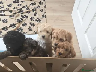 Mixed Breed dogs Toy poodle x ready sat 27th - Advert 17