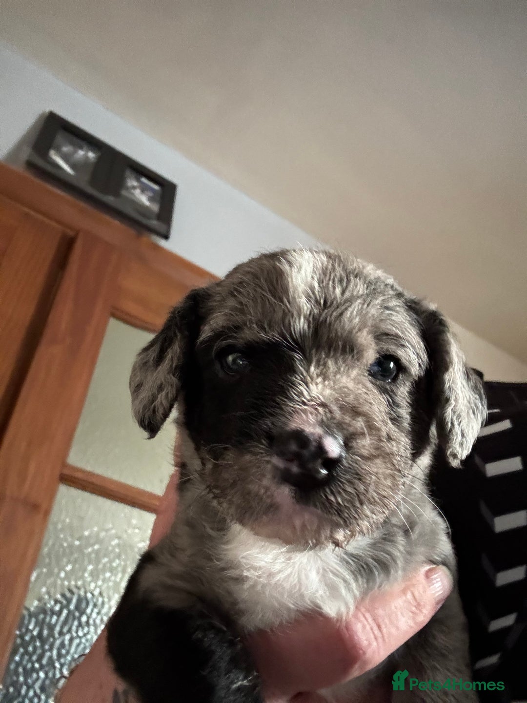 Patterjack dogs for sale: Three gorgeous puppies for sale  - Advert 4