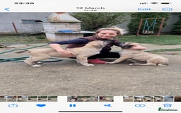 Anatolian Shepherd dogs for sale: Malakli Puppies - Image 26