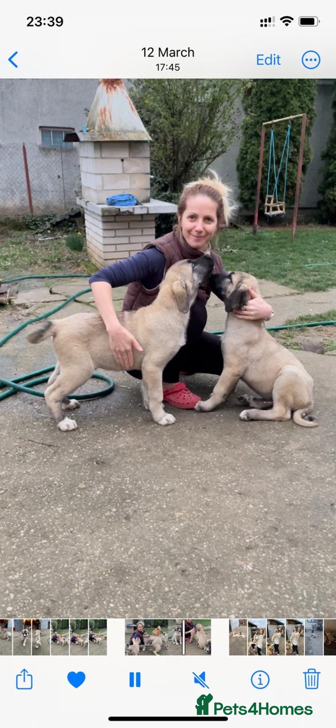 Anatolian Shepherd dogs for sale: Malakli Puppies - Image 26