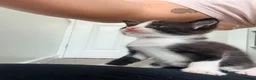 Mixed Breed cats for sale: 2 kittens for sale - Advert 3