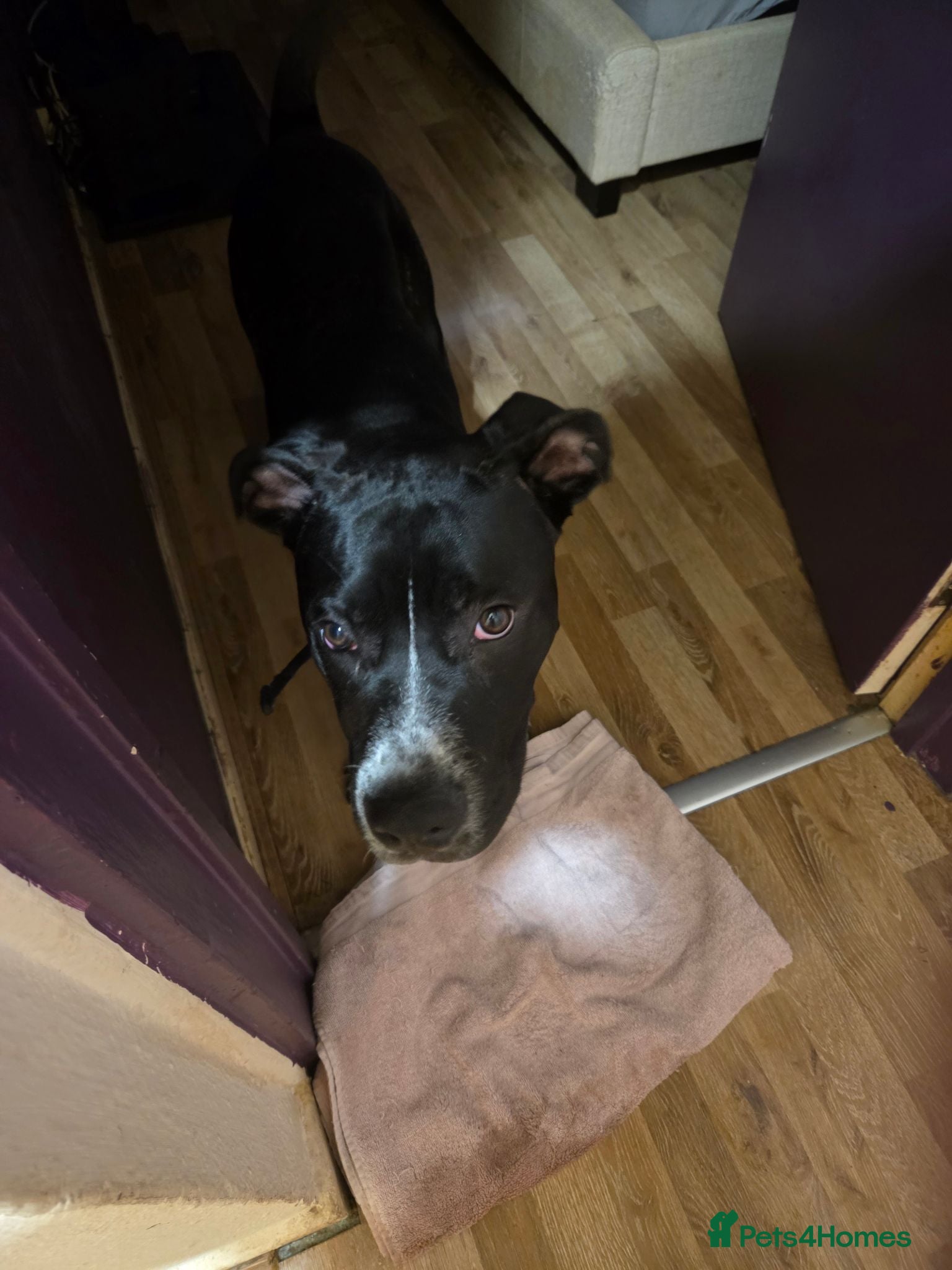 Mixed Breed dogs Beautiful boy  - Advert 4