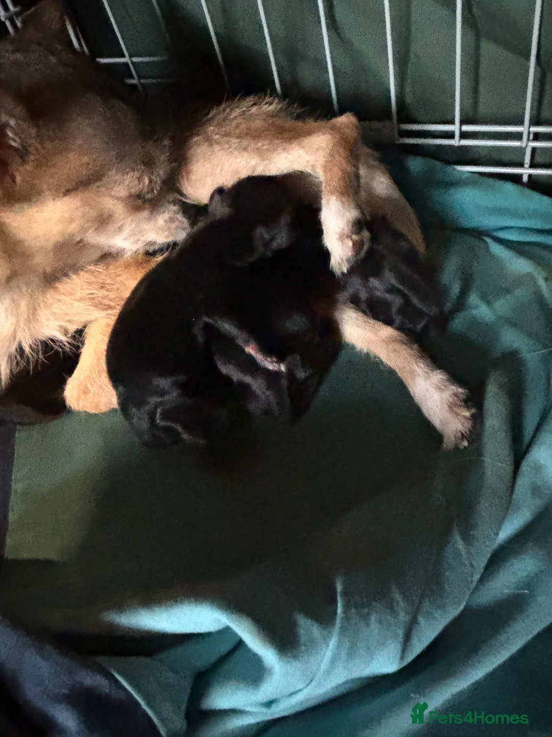 Chiweenie dogs for sale: Chiweenie in Shaftesbury - Advert 2