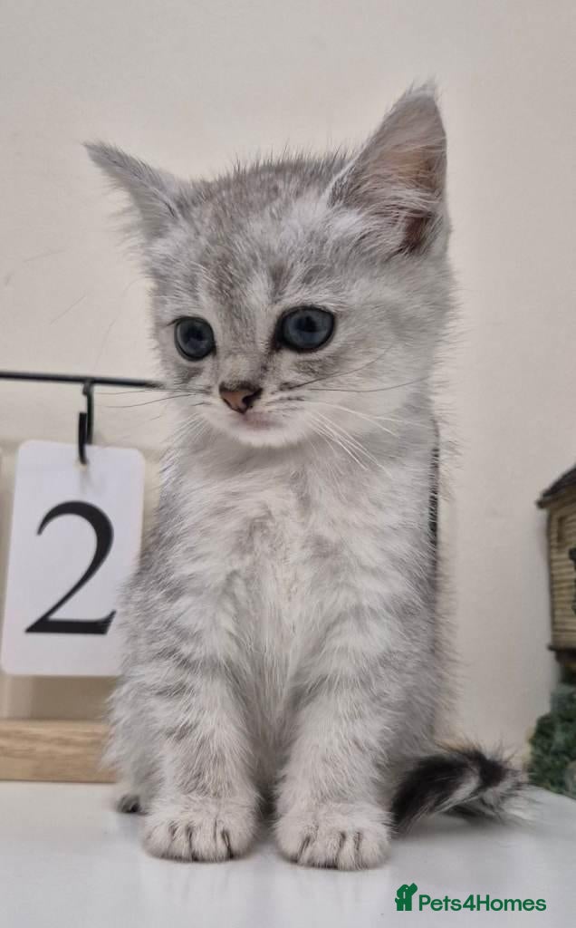 Persian cats Persian Kittens Looking for Loving Forever - Advert 12