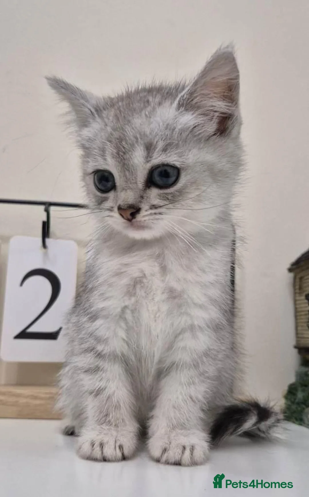 Persian cats for sale: Persian Kittens Looking for Loving Forever - Advert 4