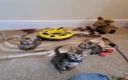 Bengal cats for sale: Stunning TICA Bengals - Image 16