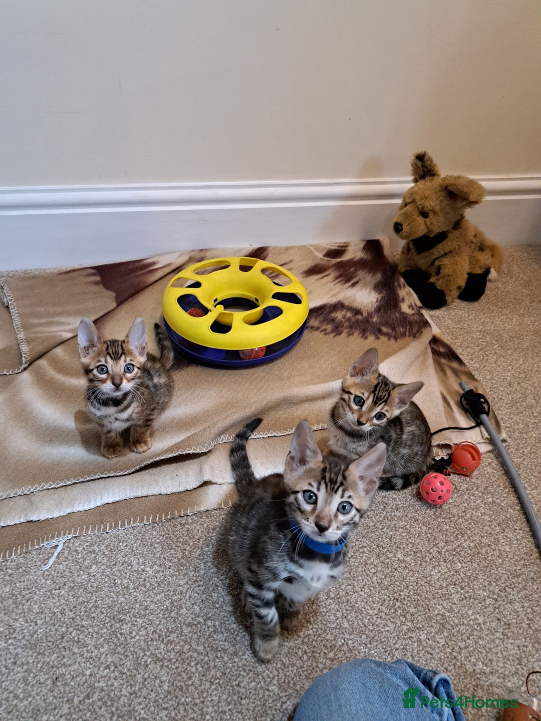 Bengal cats for sale: Stunning TICA Bengals - Image 16