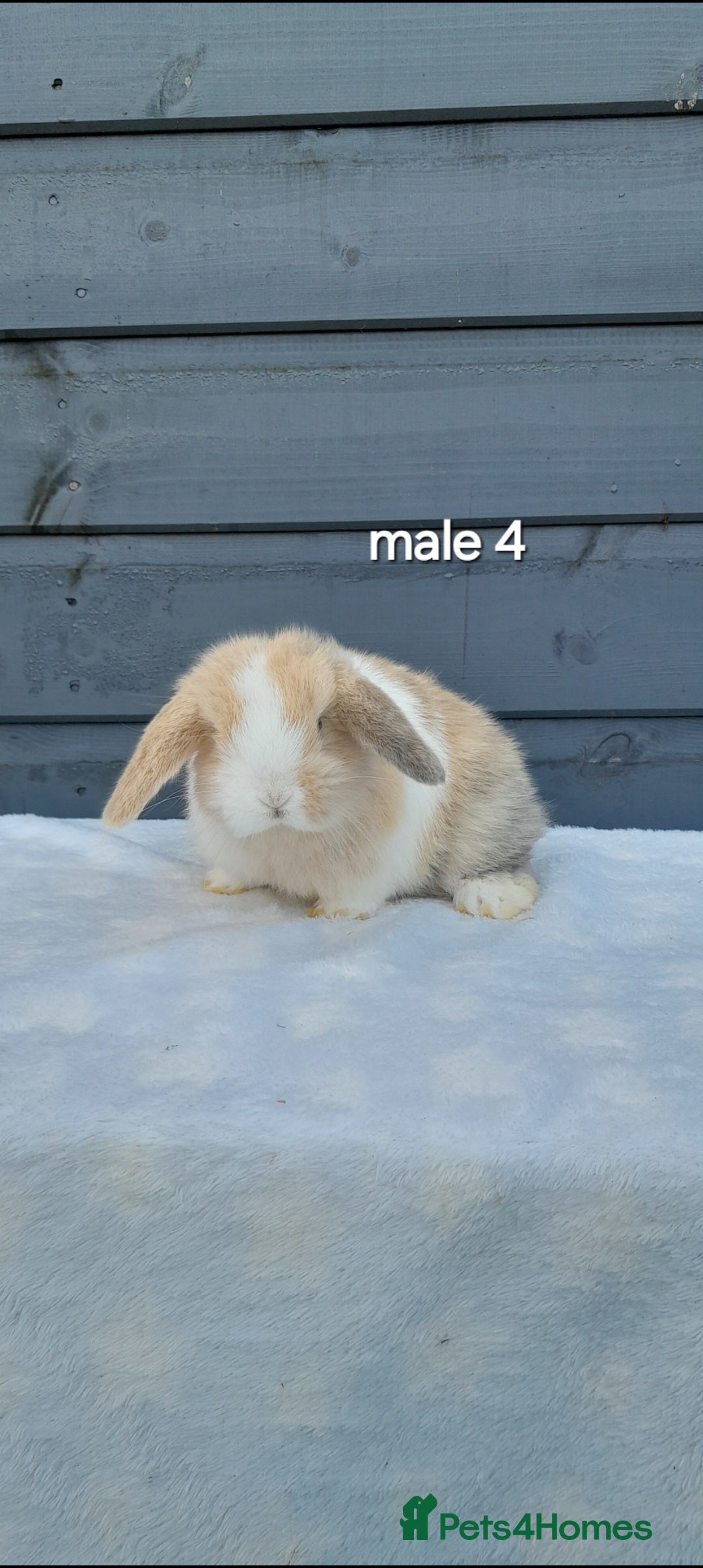 Mini Lop rabbits Purebred mini lops ready now  - Advert 7