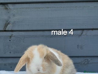 Mini Lop rabbits Purebred mini lops ready now - Advert 1