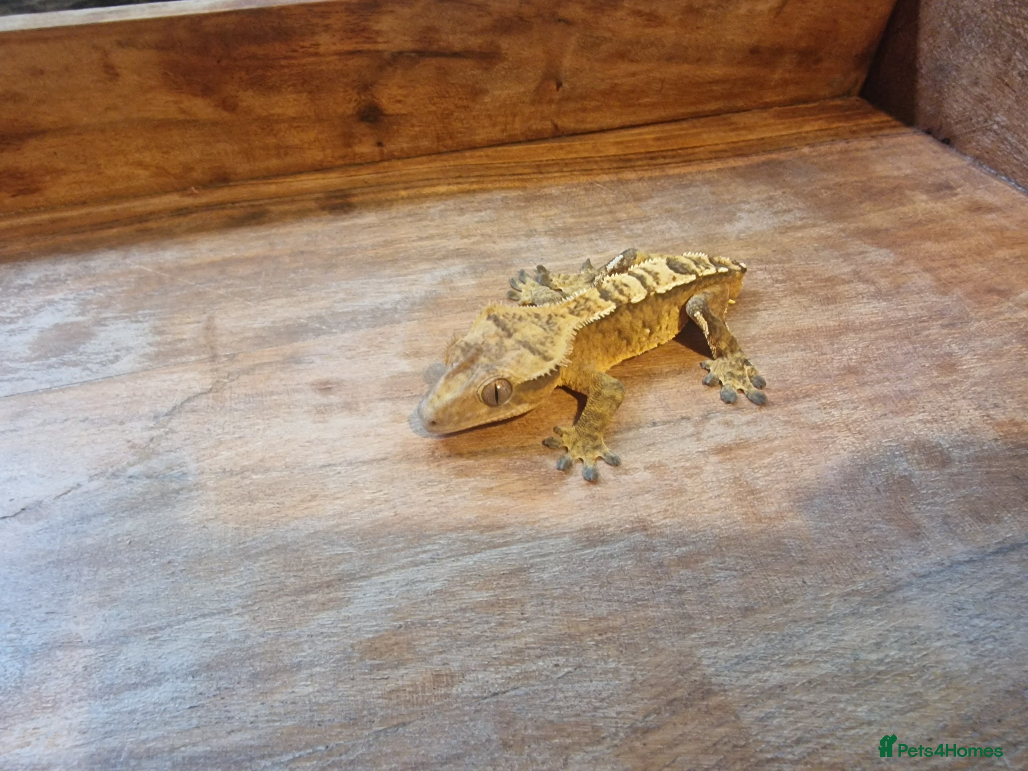 Gecko reptiles for sale: 8x Crested geckos/Full collection available!  - Advert 6
