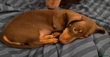 Miniature Dachshund dogs - Advert 3
