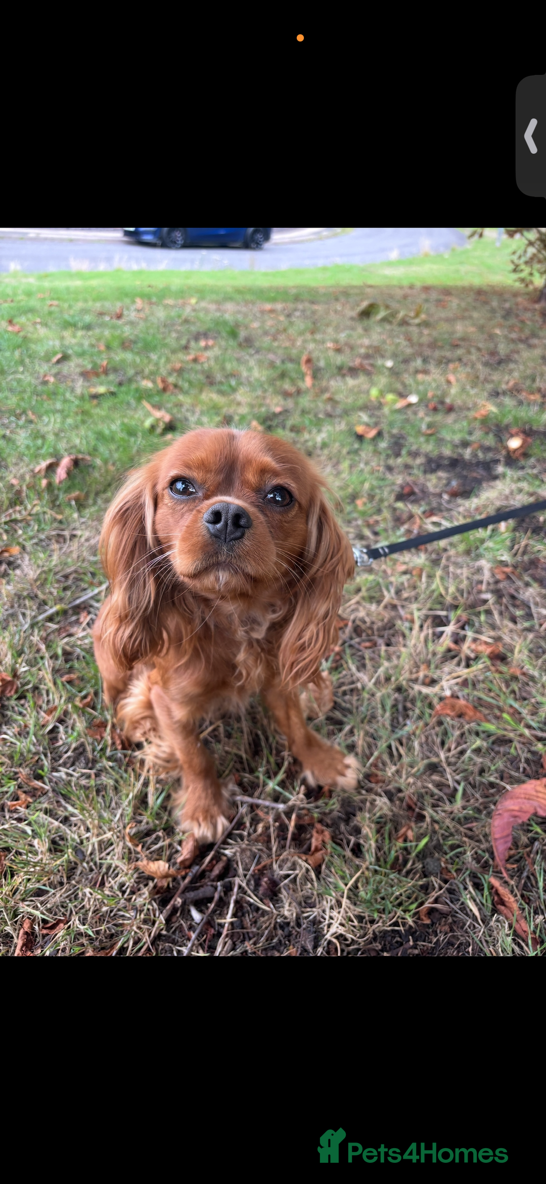 Cavalier King Charles Spaniel dogs for sale: King Charles cavalier rehome  - Advert 5