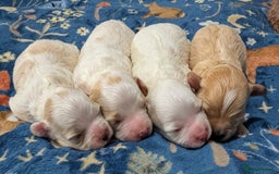 Maltipoo dogs for sale: Stunning Toy Maltipoo Puppies - Image 6