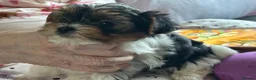 Yorkshire Terrier dogs for sale: Yorkshire Terrier puppies  - Advert 3