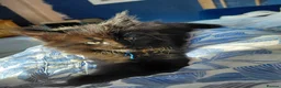 Maine Coon cats for sale: 3 boys left, Ticca registered maine coon  - Advert 15