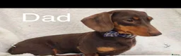 Miniature Dachshund dogs for sale: True miniature chocolate dachshunds  - Advert 5