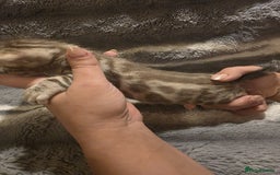 Bengal cats for sale: Rare Bengal babies - Image 34