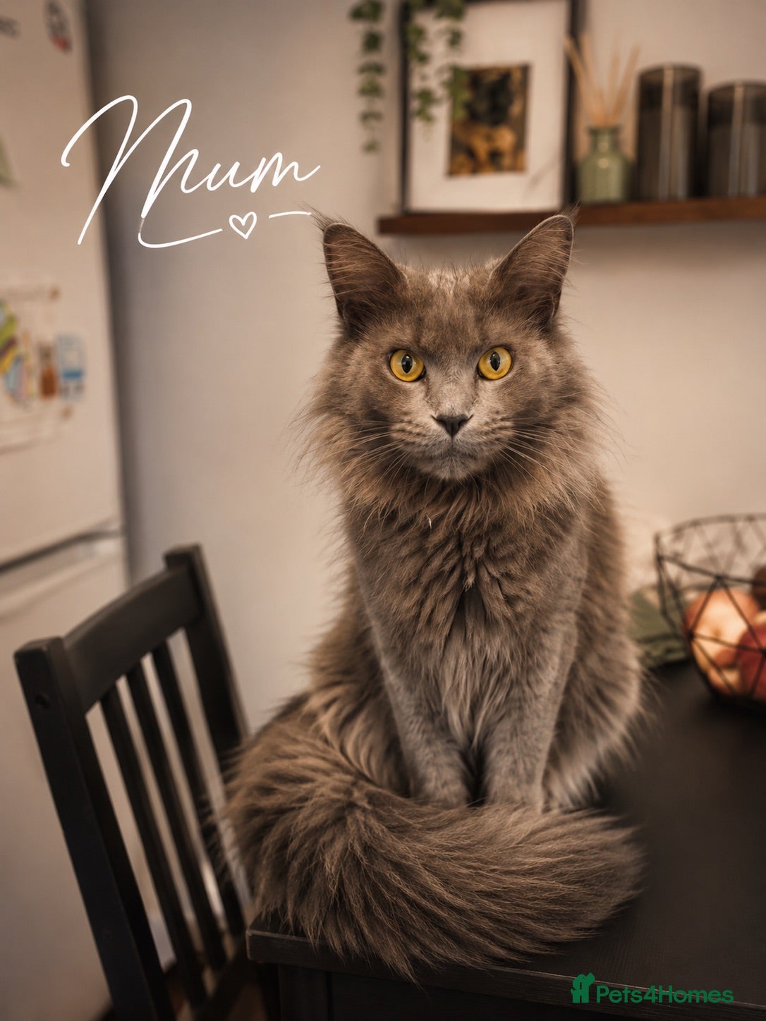 Maine Coon cats Maine coon boy 🤍 - Advert 5