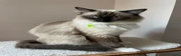 Ragdoll cats for sale: GCCF. Perfect Ragdolls ready to go. - Advert 14