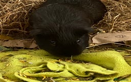 Guinea Pig rodents for sale: Lone boar for sale  - Advert 3
