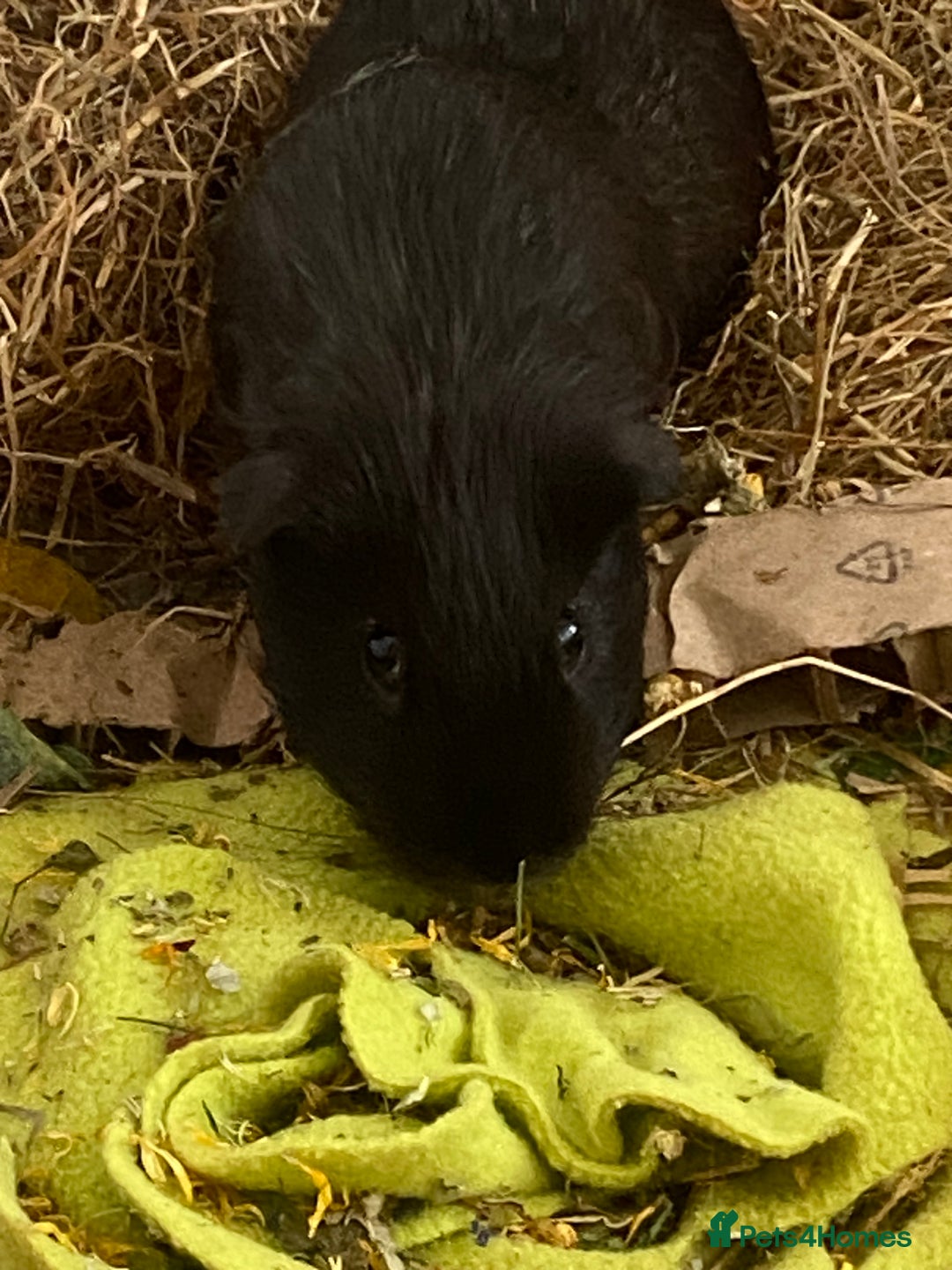 Guinea Pig rodents for sale: Lone boar for sale  - Advert 3