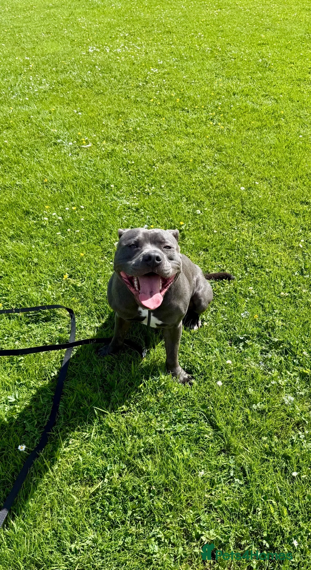 Staffordshire Bull Terrier dogs for stud: Blue Staffordshire Bull Terrier Champ - Advert 2