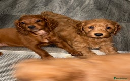 Cockapoo dogs for sale: 5 Adorable Fox Red & Apricot Cockapoo Puppies - Image 24