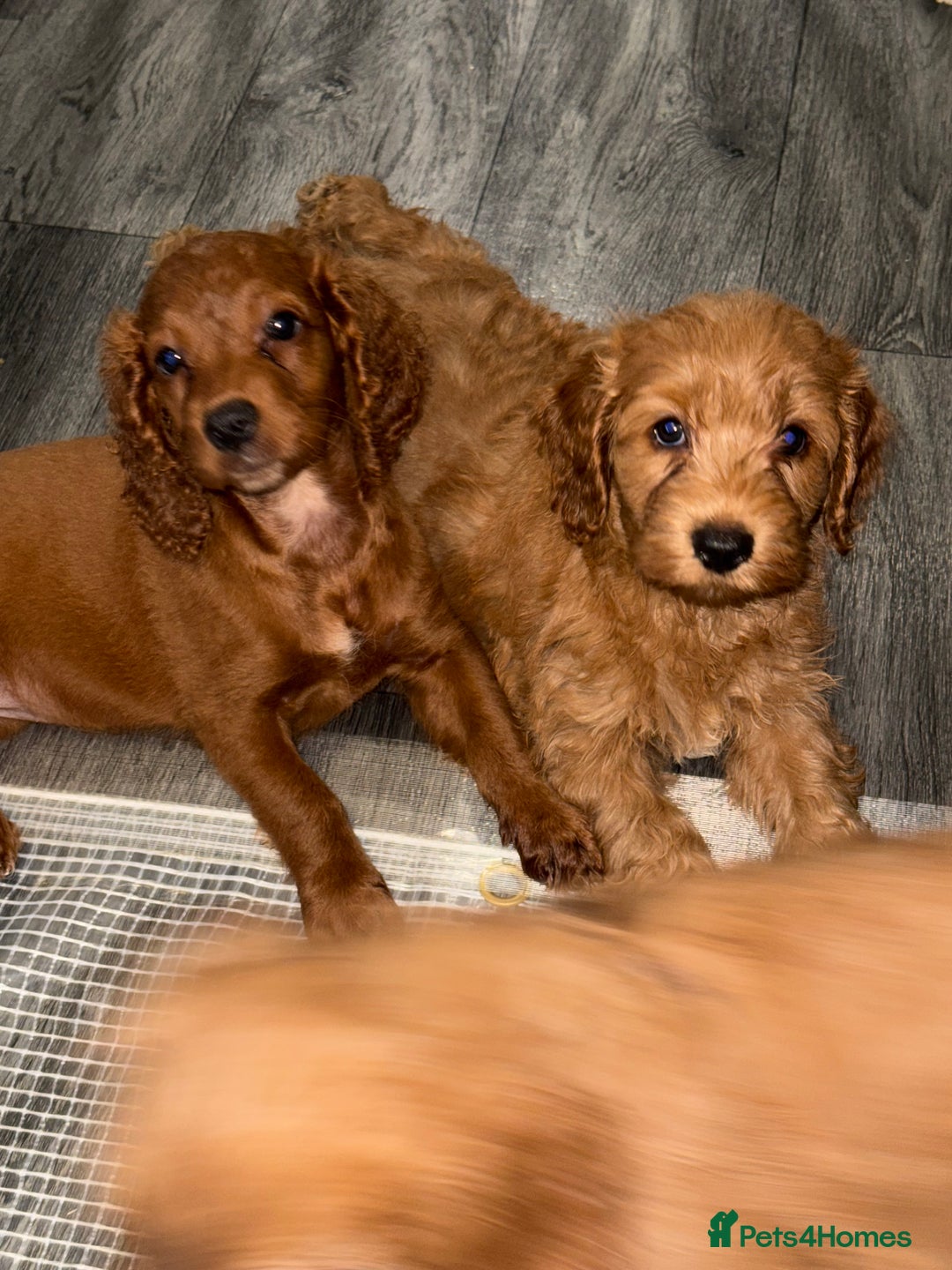 Cockapoo dogs for sale: 5 Adorable Fox Red & Apricot Cockapoo Puppies - Image 24