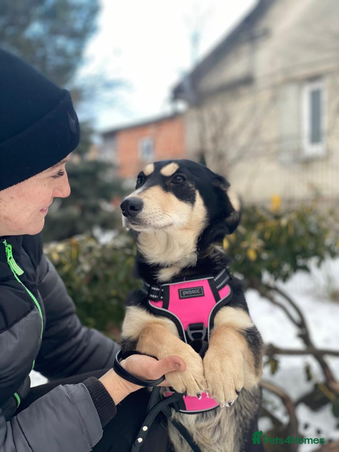 Mixed Breed dogs for adoption: 💖🐶 LADY AND DORY 🐶💖 - Advert 10