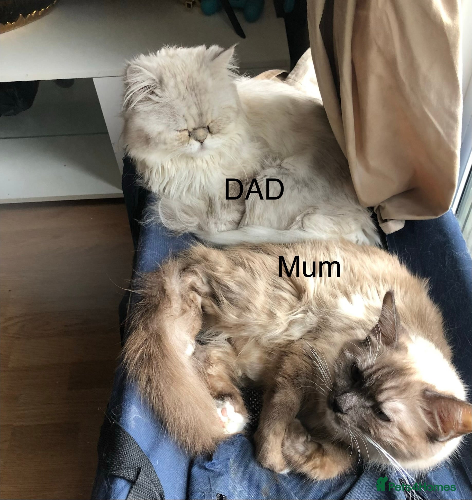 Ragdoll cats for sale: RAGDOLL Cross Kitten  - Advert 12