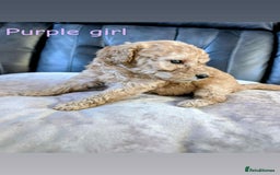 Labradoodle dogs for sale: HEALTH TESTED F1b Miniature labradoodle for SALE - Image 16