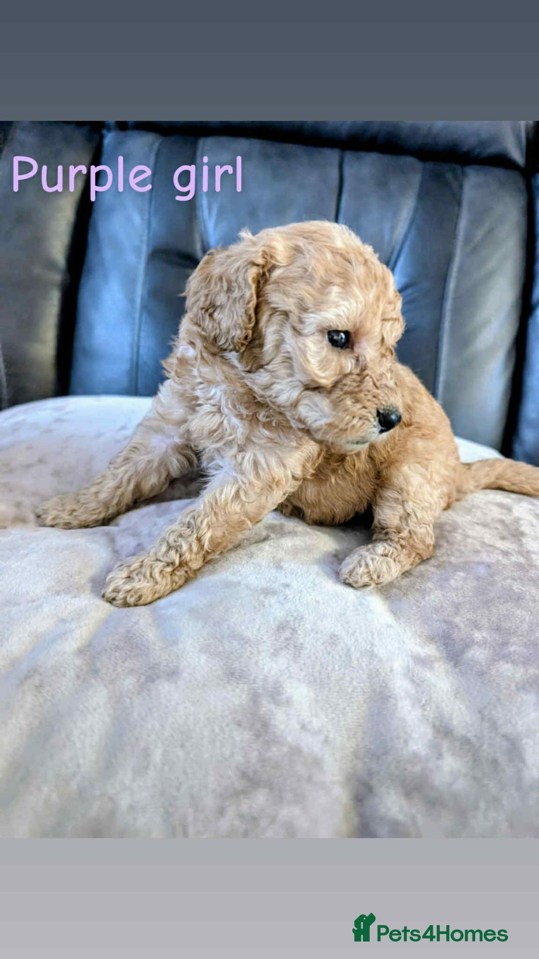 Labradoodle dogs for sale: HEALTH TESTED F1b Miniature labradoodle for SALE - Image 16