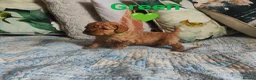 Cockapoo dogs for sale: Litter Cockapoo  in Maidenhead - Advert 13