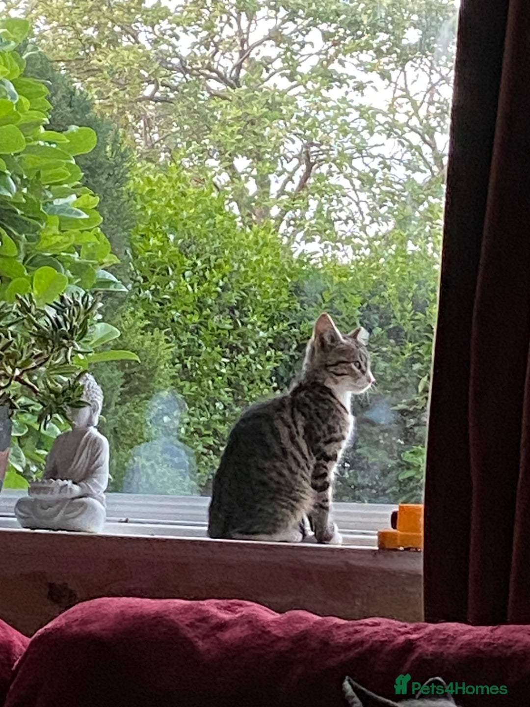 Mixed Breed cats for sale: 4 Feral kittens - Image 4