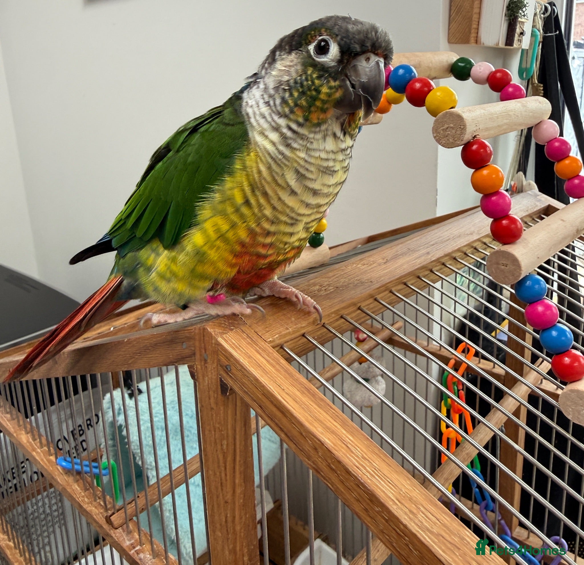 Conures birds Conure for sale  - Advert 1