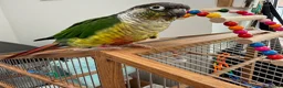 Conures birds for sale: Conure for sale  in Wokingham - Advert 1