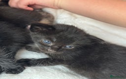 Domestic Shorthair cats for sale: Gorgeous baby kittens  - Image 5