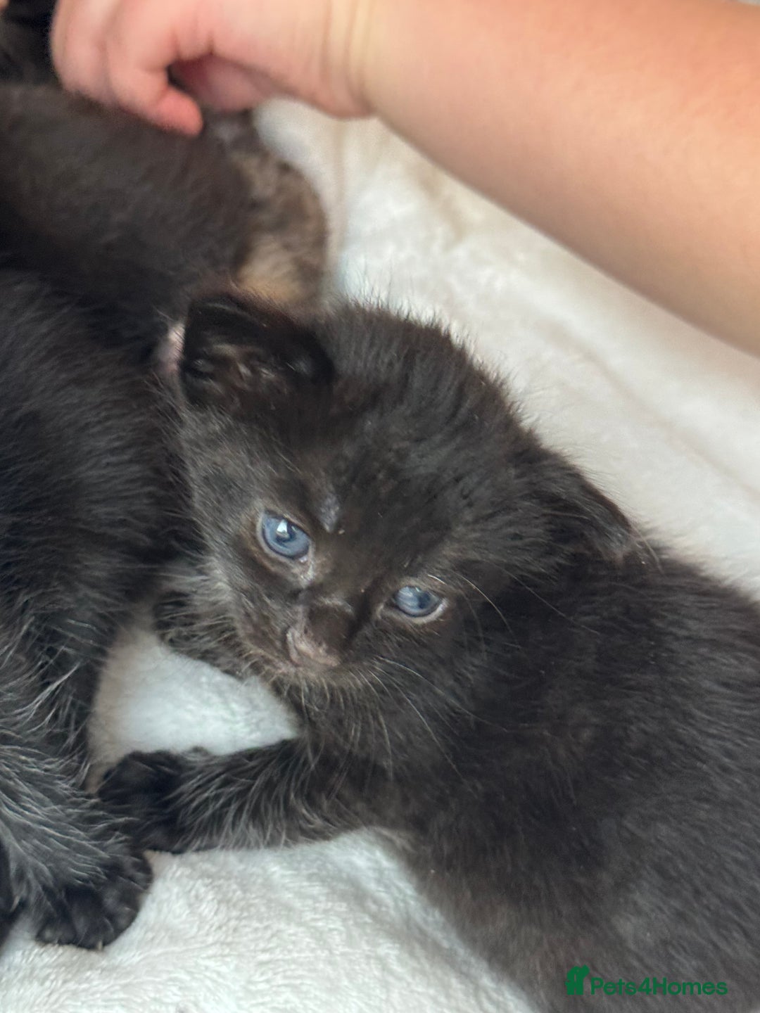 Domestic Shorthair cats for sale: Gorgeous baby kittens  - Image 5