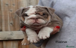 English Bulldog dogs for sale: Outstanding English bulldog puppies - Image 23