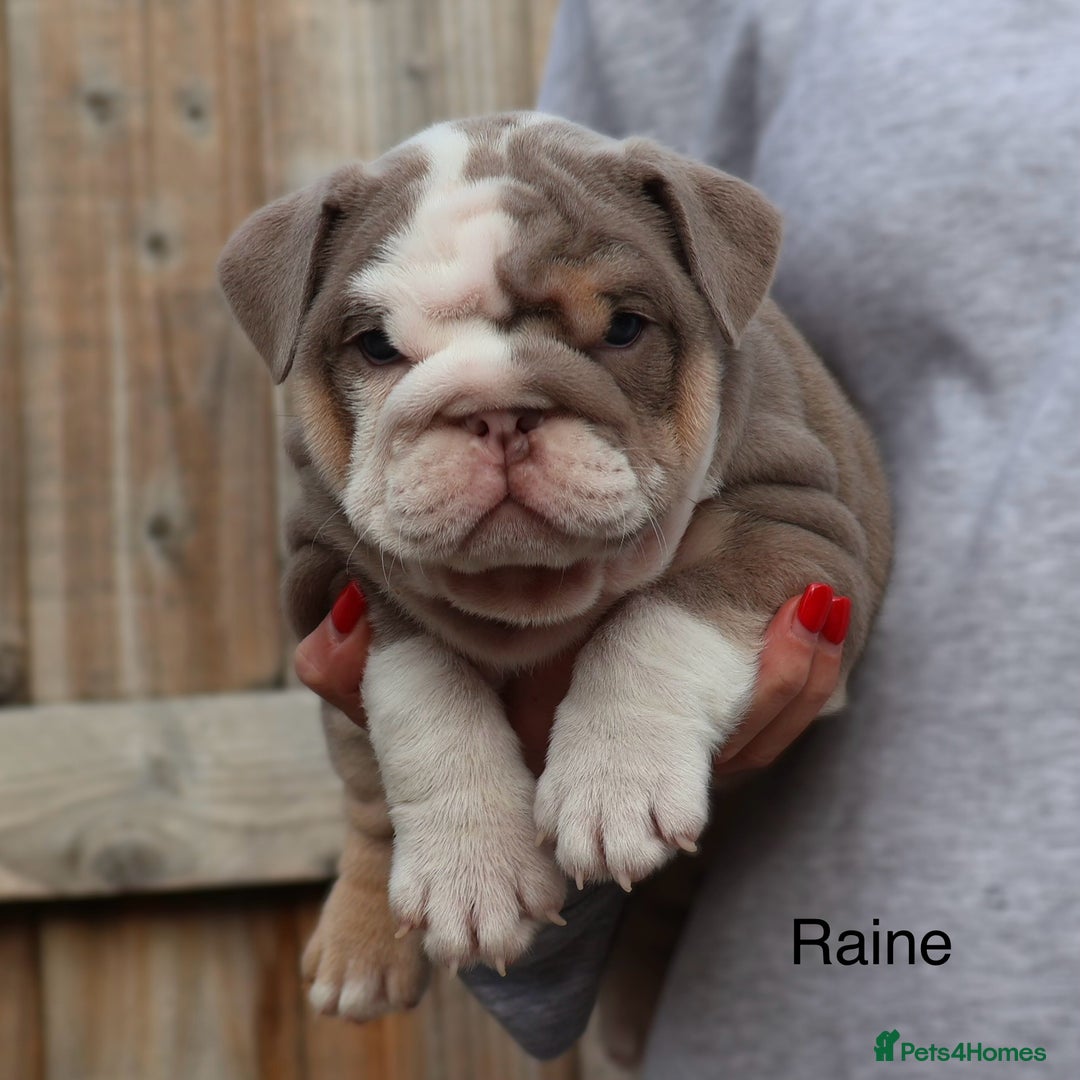 English Bulldog dogs for sale: Outstanding English bulldog puppies - Image 23
